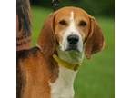 Adopt Pearl a Mixed Breed