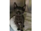 Adopt Widget 53666 a Domestic Short Hair