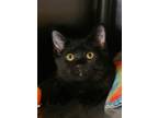 Adopt Y`shtola 53325 a Domestic Short Hair