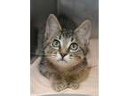 Adopt Kimiko 53631 a Domestic Short Hair