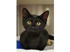 Adopt Nadja 53526 a Domestic Short Hair