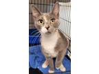 Adopt Pixie a Domestic Short Hair