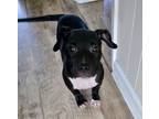 Adopt Alisha a Terrier