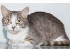 Adopt Trixie a Domestic Short Hair