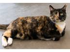 Adopt Prada a Domestic Short Hair