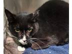 Adopt Kit Kat a Domestic Short Hair