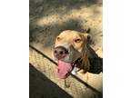 Adopt LUNA a Pit Bull Terrier, Mixed Breed