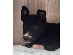 Adopt Eleanor a Terrier, German Shepherd Dog