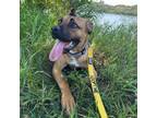 Adopt Truffles a Boxer, Mastiff
