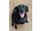 Adopt Akali a Black Labrador Retriever
