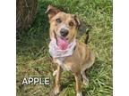 Adopt Apple a Australian Cattle Dog / Blue Heeler, Mixed Breed