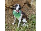 Adopt Jillian a Mountain Cur, Mixed Breed