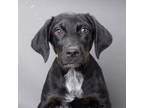 Adopt Amy a Mixed Breed
