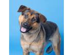 Adopt Salsa a Mixed Breed
