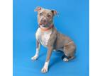 Adopt Victory a Mixed Breed