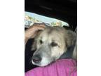 Adopt Evee HTX a Anatolian Shepherd, Great Pyrenees