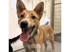 Adopt Frosty a Australian Cattle Dog / Blue Heeler, Mixed Breed
