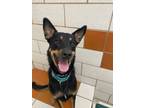 Adopt MAILA a Doberman Pinscher, Mixed Breed