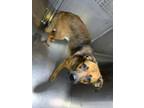 Adopt 56552014 a German Shepherd Dog, Terrier