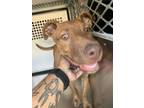 Adopt 56556538 a Black Mouth Cur, Mixed Breed
