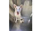Adopt Felicity a Siberian Husky, Mixed Breed