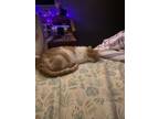 Adopt Chauncey a Domestic Short Hair