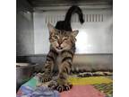 Adopt Dusk a Domestic Short Hair