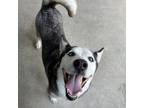 Adopt Freya a Husky, Mixed Breed