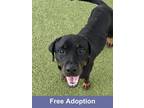 Adopt Gracie a Rottweiler, Mixed Breed