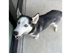 Adopt Willow a Husky, Mixed Breed