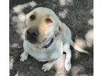 Adopt Sydney a Labrador Retriever