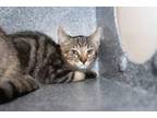 Adopt Pika a Domestic Medium Hair