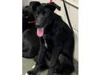 Adopt Ezri a Husky, Mixed Breed