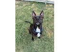 Adopt Bellissima a Labrador Retriever, Mixed Breed