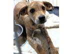 Adopt Hannah a Mixed Breed