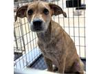 Adopt Montana a Mixed Breed