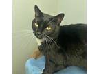 Adopt Panther a Domestic Short Hair