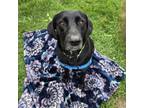 Adopt Dottie a Mixed Breed
