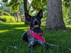 Adopt Sydney a Australian Cattle Dog / Blue Heeler