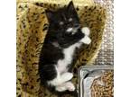 Adopt Peach a Domestic Long Hair
