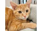 Adopt Kermit a Domestic Short Hair