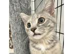 Adopt Rosita a Domestic Short Hair