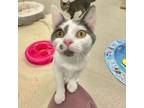 Adopt Junebug a Domestic Short Hair