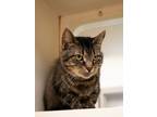 Adopt Koda a Domestic Short Hair