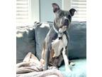 Adopt 2408-1061 Firecracker (Off Site Foster) a Pit Bull Terrier