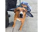 Adopt Bella a Hound, Mixed Breed