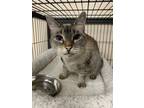 Adopt Athena a Domestic Short Hair, Siamese