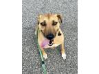 Adopt Lemur a Labrador Retriever, Hound