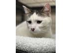 Adopt Luna a Domestic Short Hair