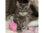 Adopt Lily Pad a Domestic Long Hair
